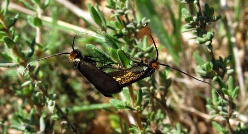 Cauchas rufimitrella