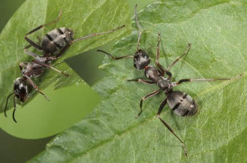 Formica cunicularia