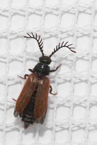Drilus flavescens