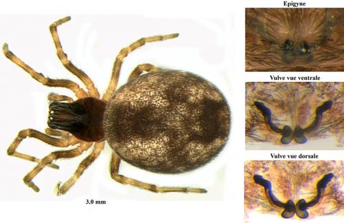 Réf. 69 504 : Dictyna pusilla