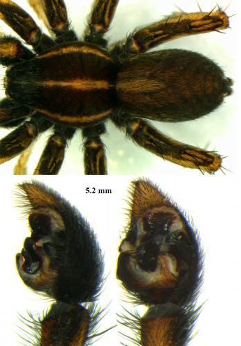 Réf. 69 505 : Pardosa palustris