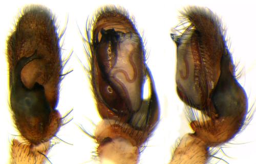Clubiona brevipes
