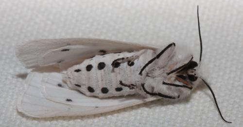 Réf. 69 362 : Spilosoma lubricipeda