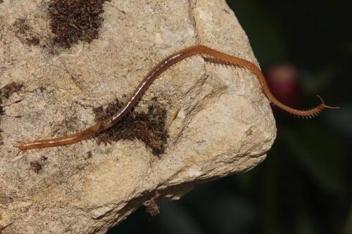 Stigmatogaster subterranea
