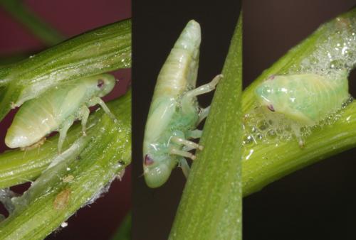 Philaenus spumarius