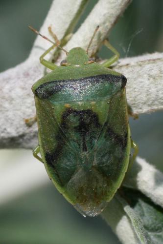 Nezara viridula