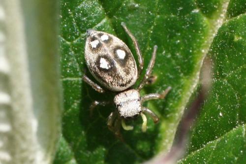 Heliophanus sp.