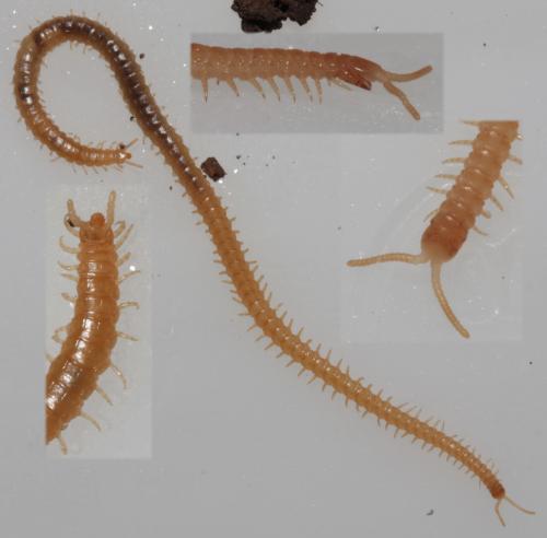 Stigmatogaster subterranea