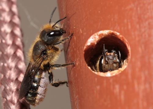 Réf. 69 999 : Osmia niveata