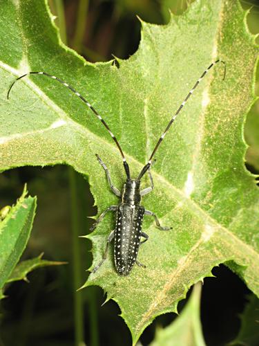 Réf. 69 805 : Agapanthia irrorata