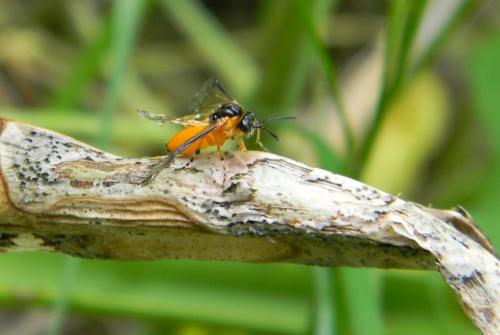 Réf. 69 083 : Athalia sp.