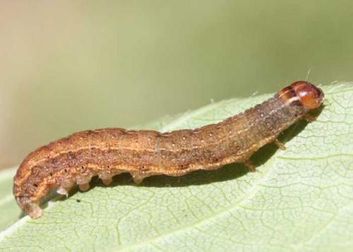 Réf. 69 806 : Conistra sp.