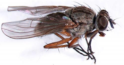 Réf. 69 392 : Coenosia testacea