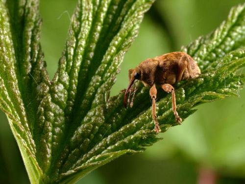 Réf. 69 929 : Curculio pellitus