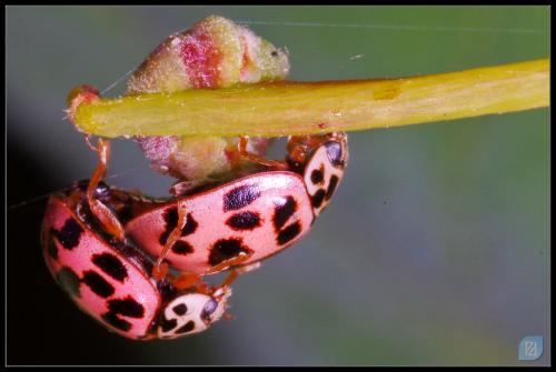 Réf. 69 295 : Oenopia conglobata