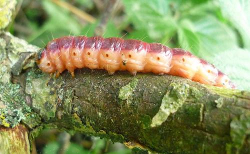 Réf. 69 478 : Cossus cossus