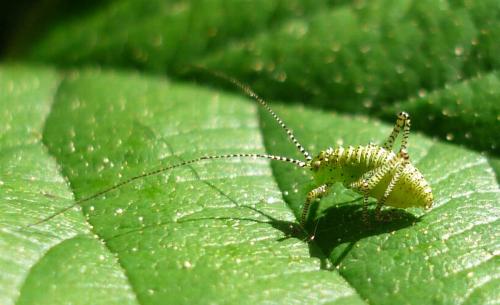 Réf. 69 422 : Phaneropterinae inconnu
