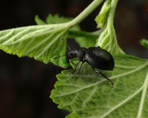 Liophloeus tessulatus