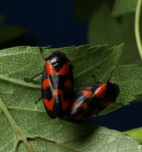 Cercopis vulnerata