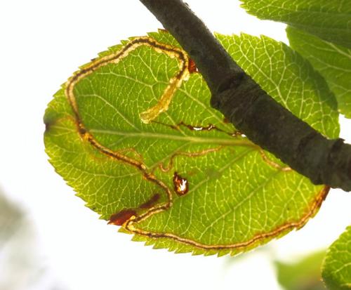 Lyonetia clerkella