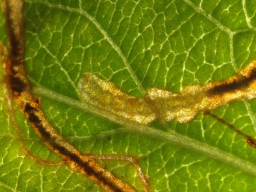 Lyonetia clerkella