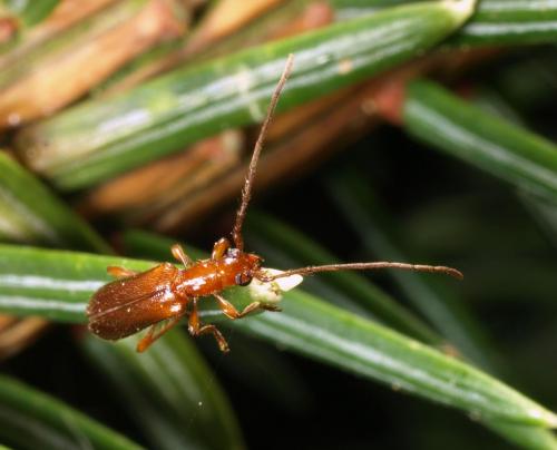 Obrium brunneum