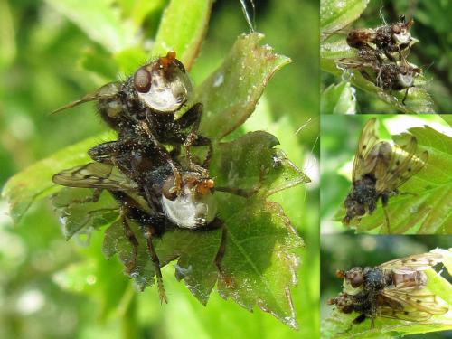 Réf. 69 546 : Myopa polystigma