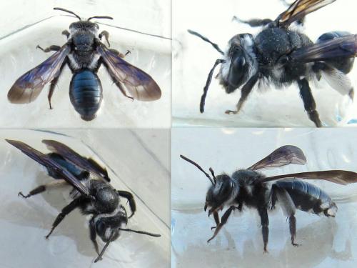 Andrena agilissima