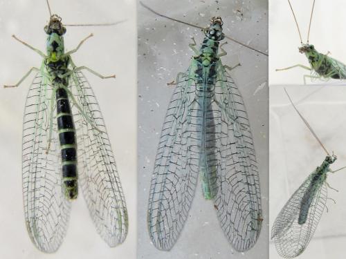 Réf. 69 689 : Chrysopa perla