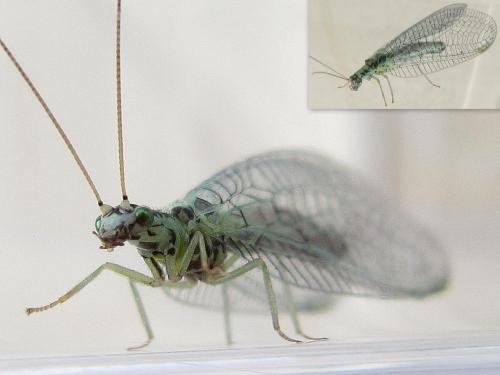 Chrysopa perla