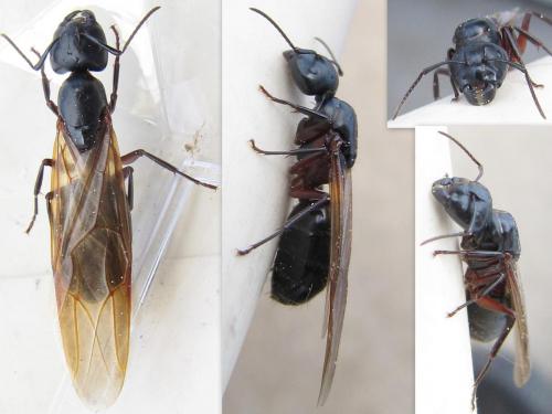 Réf. 69 978 : Camponotus herculeanus