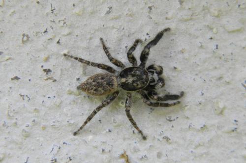 Menemerus taeniatus