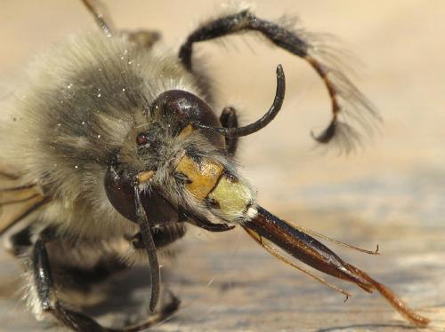 Anthophora plumipes