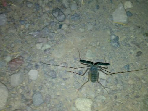 Musicodamon atlanteus