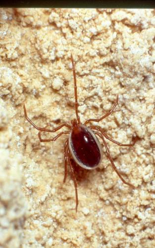 Eschatocephalus vespertilionis