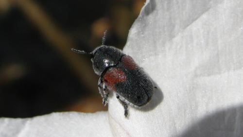 Megalostomis sp.