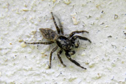 Menemerus taeniatus
