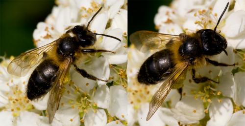 Andrena sp.