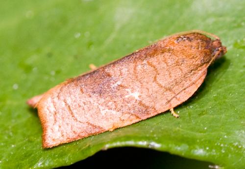 Réf. 69 355 : Cacoecimorpha pronubana