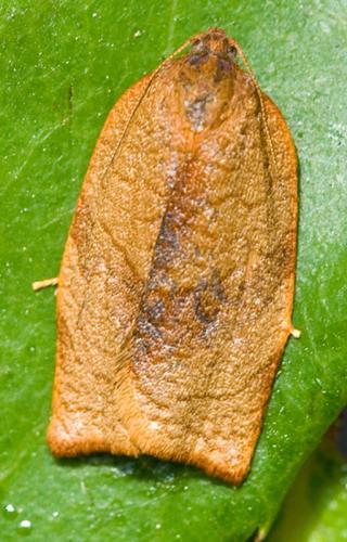 Réf. 69 356 : Cacoecimorpha pronubana