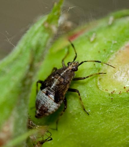Deraeocoris flavilinea