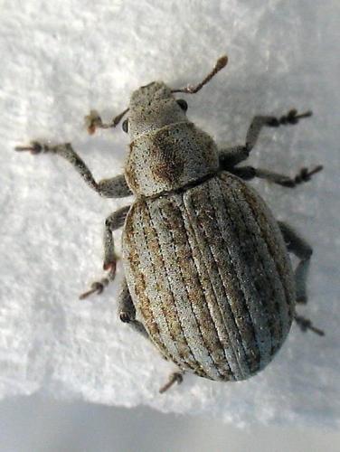 Réf. 69 049 : Philopedon plagiatum