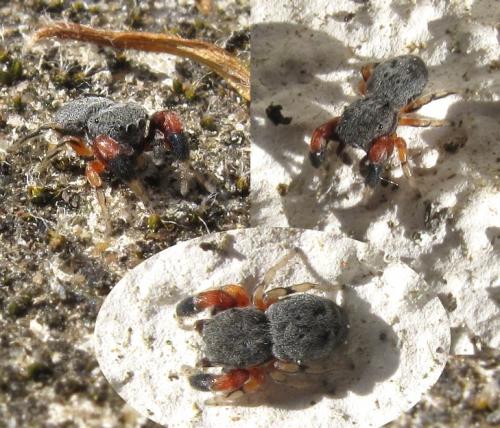 Réf. 69 767 : Ballus rufipes