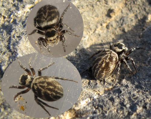 Réf. 69 470 : Euophrys sulphurea
