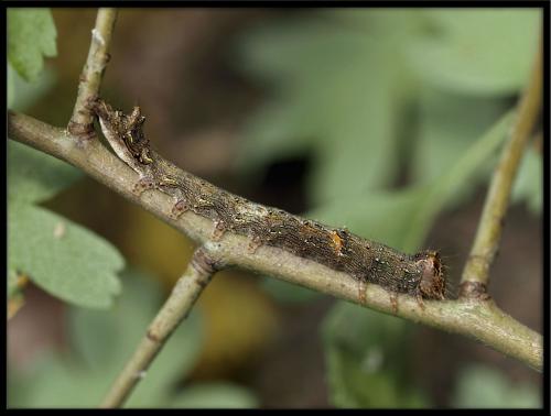 Réf. 69 052 : Allophyes oxyacanthae