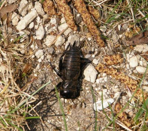 Gryllus campestris