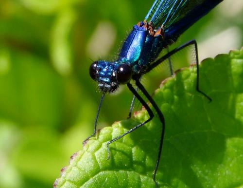 Réf. 69 511 : Calopteryx splendens