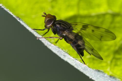 Otites porcus