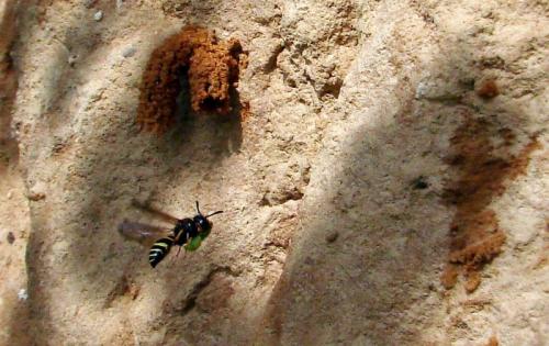 Réf. 69 227 : Odynerus poecilus