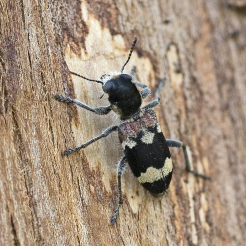 Réf. 69 592 : Clerus mutillarius